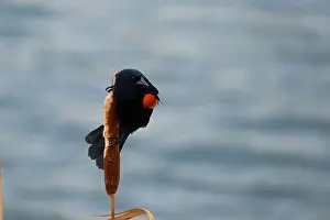 Migratory Bird Prints: Sergeant Blackbird: Exploring the Wilderness of Canada's Migratory Avian Beauty