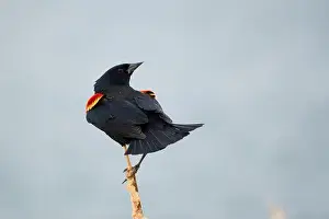 Migratory Bird Prints: Sergeant Blackbird: Exploring the Wilderness of Canada's Migratory Avian Beauty