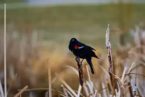 Migratory Bird Prints: Sergeant Blackbird: Exploring the Wilderness of Canada's Migratory Avian Beauty