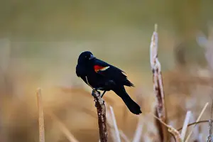 Migratory Bird Prints: Sergeant Blackbird: Exploring the Wilderness of Canada's Migratory Avian Beauty