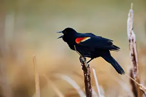 Migratory Bird Prints: Sergeant Blackbird: Exploring the Wilderness of Canada's Migratory Avian Beauty