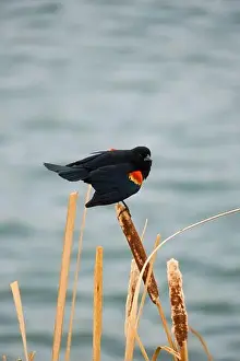 Migratory Bird Prints: Sergeant Blackbird: Exploring the Wilderness of Canada's Migratory Avian Beauty