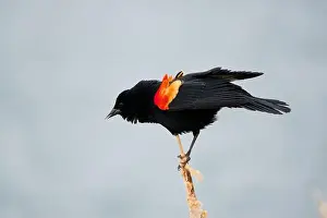 Migratory Bird Prints: Sergeant Blackbird: Exploring the Wilderness of Canada's Migratory Avian Beauty