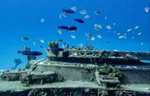 Sponges Prints: Sergeant Majors and Blue Parrotfish swim around the Russian Frigate M/V Captain Keith Tibbets in the waters off Cayman