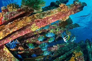 Wild Life Prints: Sergent Major Fish Mid Wreckage