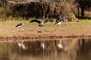 Part Of A Series Prints: A series of Action shots of Marabou storks playing with a stick and caching each over at Mahlindza Dam