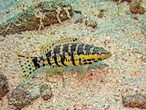 Sea Bass Prints: Serranus tigrinus, the harlequin bass