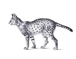 Serval Prints: Serval illustration. Pencil sketch of a serval isolated on a plain white background