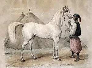Fruher Prints: A servant in oriental dress holds a white Arabian horse by the reins