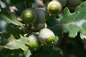 Acorn Prints: Sessile Oak (Quercus petraea), acorns