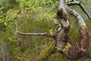 New Growth Prints: Sessile Oak (Quercus petraea) tree with fresh foilage growing by the Woodland Trail