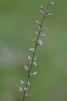 Blossoms Prints: Sessileleaf Ticktrefoil, Desmodium sessilifolium