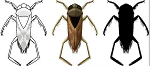 Alive Prints: Set of backswimmer beetle in three style