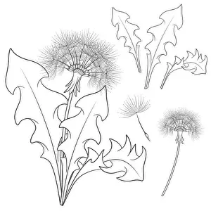 Blowing Prints: Set of images with a dandelion