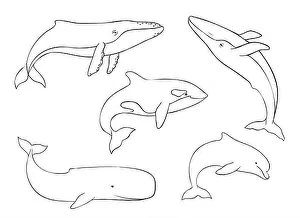 Undersea Prints: Set of Vector cetaceans fish. Underwater animal of Blue whale