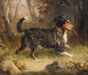 1836 Prints: A Setter Retrieving a Cock Pheasant 1836 by Thomas Woodward