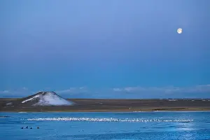 Snow Geese Prints: Setting full moon during snow geese migration at Freezeout Lake Wildlife Management Area near Choteau