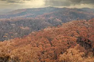 Forest Fire Prints: Severely burnt Eucalyptus trees after a bushfire in The Blue Mountains