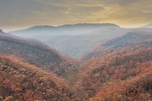 Forest Fire Prints: Severely burnt Eucalyptus trees after a bushfire in The Blue Mountains