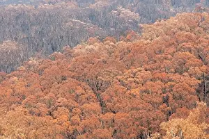 Forest Fire Prints: Severely burnt Eucalyptus trees after a bushfire in The Blue Mountains