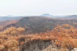 Forest Fire Prints: Severely burnt Eucalyptus trees after a bushfire in The Blue Mountains