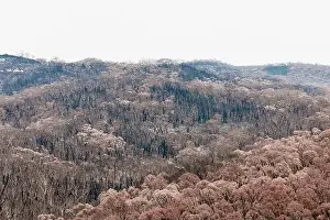Severely burnt Eucalyptus trees after a bushfire in The Blue Mountains