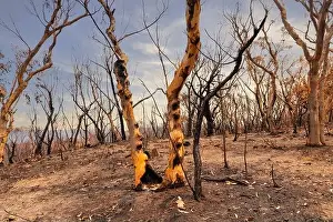 Forest Fire Prints: Severely burnt Eucalyptus trees with no leaves after a bushfire in The Blue Mountains