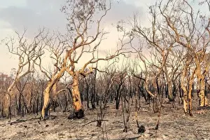 Forest Fire Prints: Severely burnt Eucalyptus trees with no leaves after a bushfire in The Blue Mountains