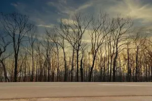Forest Fire Prints: Severely burnt Eucalyptus trees with no leaves after a bushfire in The Blue Mountains