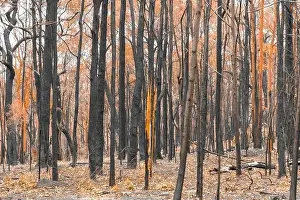 Forest Fire Prints: Severely burnt Eucalyptus trees with no leaves after a bushfire in The Blue Mountains