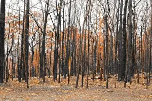Forest Fire Prints: Severely burnt Eucalyptus trees with no leaves after a bushfire in The Blue Mountains