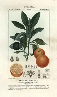 Published Prints: Seville orange, Citrus aurantium