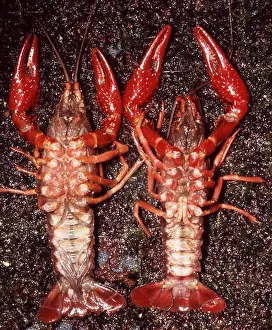 Sexuak dimorphism in Red swamp crayfish (Procambarus clarkii)