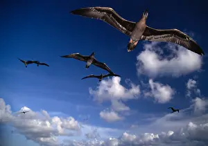 Seychelles Prints: Seychelles Aldabra birds show little fear and fly close