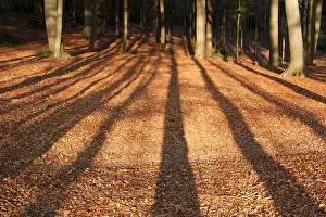 Ease Prints: shadow