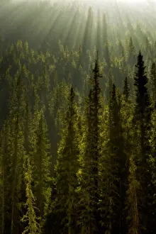 Sunbeams Prints: Shafts of light shine through a spruce forest in the Canadian Rockies in Kananaskis Country