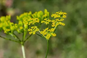 Natural World Prints: A shallow depth of field of the flowers of Parsnip