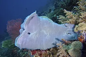 Outdoor Shots Prints: Shallow, extensive purple-grey large tube sponge (Haliclona (Reniera) in the deep sea