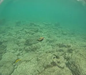 Manta Ray Prints: Shallow sea, big stones with fish