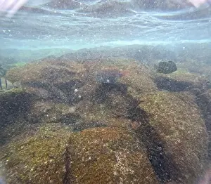 Manta Ray Prints: Shallow sea, big stones with fish