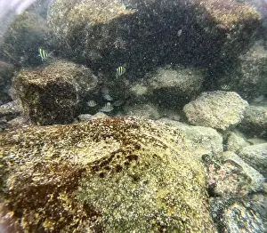 Manta Ray Prints: Shallow sea, big stones with fish