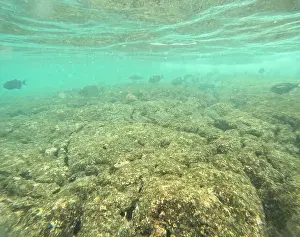 Manta Ray Prints: Shallow sea, big stones with fish