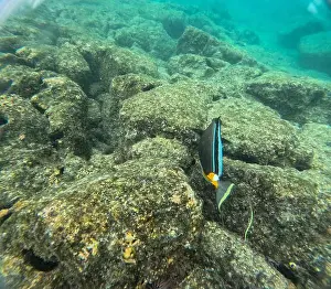 Manta Ray Prints: Shallow sea, big stones with fish