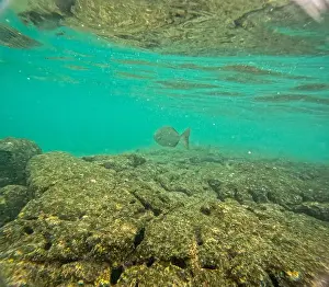 Manta Ray Prints: Shallow sea, big stones with fish