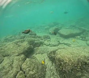 Manta Ray Prints: Shallow sea, big stones with fish