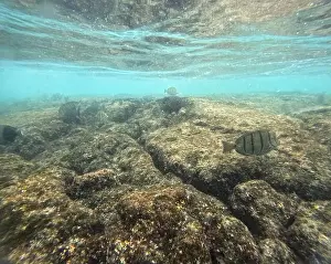 Manta Ray Prints: Shallow sea, big stones with fish
