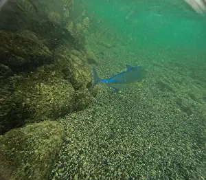 Manta Ray Prints: Shallow sea, big stones with fish