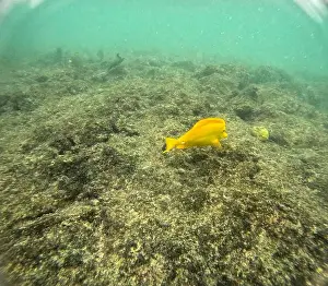 Manta Ray Prints: Shallow sea, big stones with fish