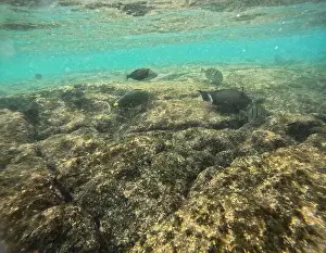 Manta Ray Prints: Shallow sea, big stones with fish