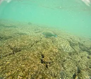 Manta Ray Prints: Shallow sea, big stones with fish